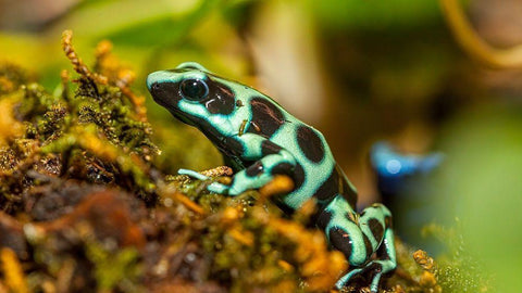 Poison dart frogs are highly poisonous White Modern Wood Framed Art Print with Double Matting by Richardson, Larry