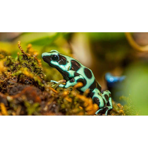 Poison dart frogs are highly poisonous Gold Ornate Wood Framed Art Print with Double Matting by Richardson, Larry