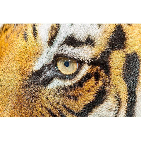 The beautiful eyes of the Malayan tiger White Modern Wood Framed Art Print by Richardson, Larry