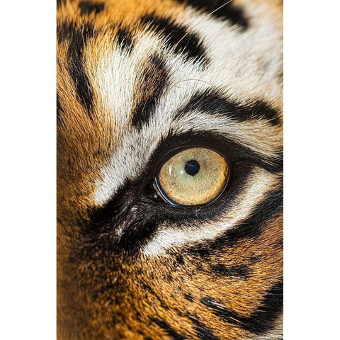 The beautiful eyes of the Malayan tiger Black Modern Wood Framed Art Print by Richardson, Larry