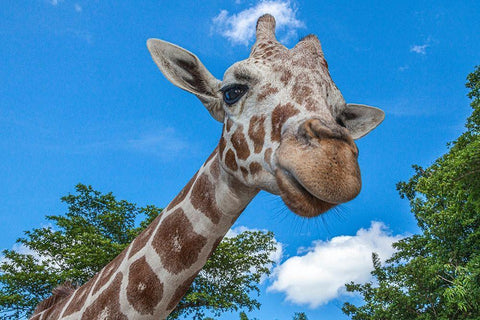 A reticulated giraffes height gives it a downward glance White Modern Wood Framed Art Print with Double Matting by Richardson, Larry
