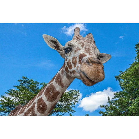 A reticulated giraffes height gives it a downward glance White Modern Wood Framed Art Print by Richardson, Larry