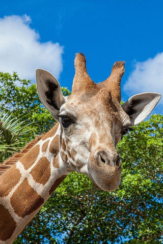 A reticulated giraffes height gives it a downward glance Black Ornate Wood Framed Art Print with Double Matting by Richardson, Larry