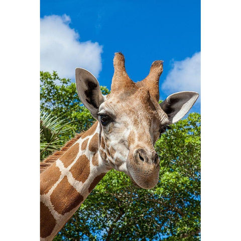 A reticulated giraffes height gives it a downward glance Black Modern Wood Framed Art Print by Richardson, Larry