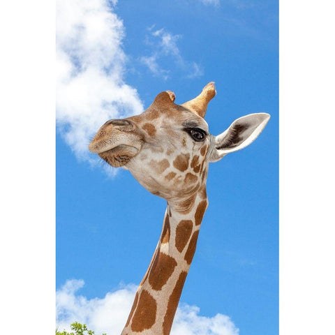 A reticulated giraffes height gives it a downward glance White Modern Wood Framed Art Print by Richardson, Larry