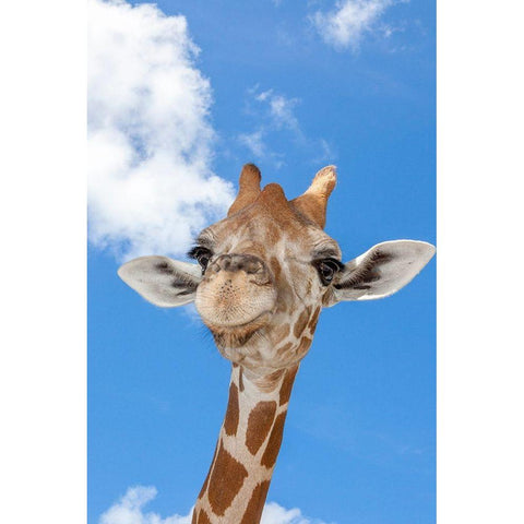 A reticulated giraffes height gives it a downward glance Black Modern Wood Framed Art Print with Double Matting by Richardson, Larry