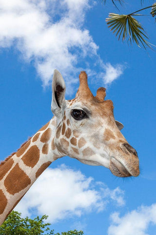 A reticulated giraffes height gives it a downward glance White Modern Wood Framed Art Print with Double Matting by Richardson, Larry