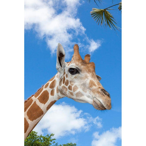 A reticulated giraffes height gives it a downward glance Black Modern Wood Framed Art Print by Richardson, Larry