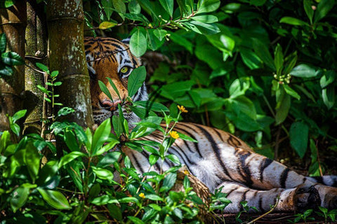 A Malayan tiger maintains a restful vigil White Modern Wood Framed Art Print with Double Matting by Richardson, Larry