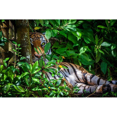 A Malayan tiger maintains a restful vigil Black Modern Wood Framed Art Print by Richardson, Larry