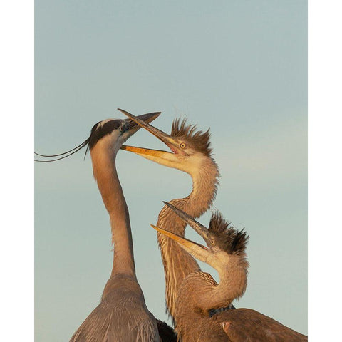 Great blue heron and chick waiting to be fed Gold Ornate Wood Framed Art Print with Double Matting by Pryor, Maresa