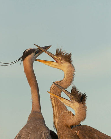 Great blue heron and chick waiting to be fed Black Ornate Wood Framed Art Print with Double Matting by Pryor, Maresa