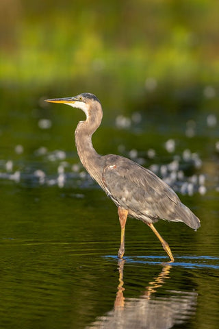 Great Blue Heron-Ardea Herodias-feeding in wetland Marion County-Illinois White Modern Wood Framed Art Print with Double Matting by Day, Richard and Susan