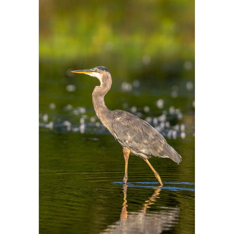 Great Blue Heron-Ardea Herodias-feeding in wetland Marion County-Illinois White Modern Wood Framed Art Print by Day, Richard and Susan