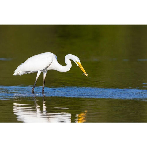 Great Egret-Ardea alba-fishing in wetland Marion County-Illinois Black Modern Wood Framed Art Print by Day, Richard and Susan