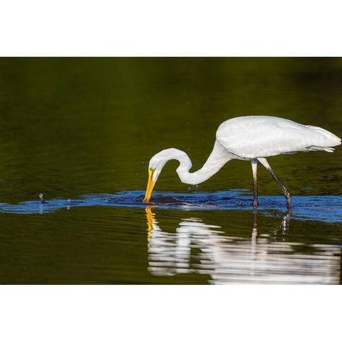 Great Egret-Ardea alba-fishing in wetland Marion County-Illinois Black Modern Wood Framed Art Print by Day, Richard and Susan