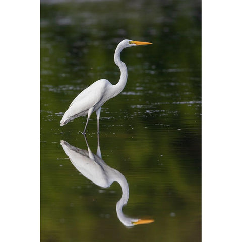 Great Egret-Ardea alba-fishing in wetland Marion County-Illinois Black Modern Wood Framed Art Print by Day, Richard and Susan