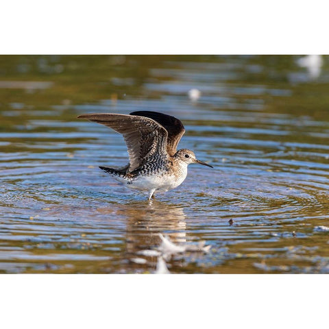 Solitary Sandpiper-Tringa solitaria-bathing in wetland Marion County-Illinois Black Modern Wood Framed Art Print with Double Matting by Day, Richard and Susan