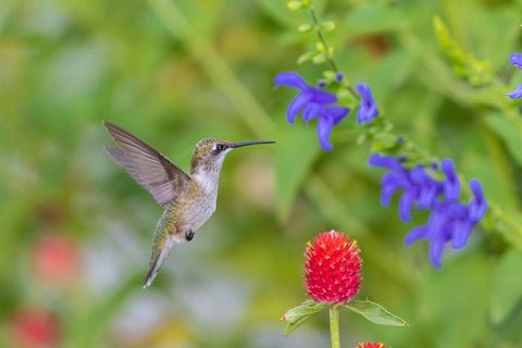 Ruby-throated Hummingbird-Archilochus colubris-at Blue Ensign Salvia-Salvia guaranitica-Marion Coun White Modern Wood Framed Art Print with Double Matting by Day, Richard and Susan