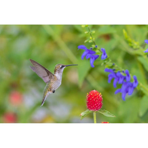 Ruby-throated Hummingbird-Archilochus colubris-at Blue Ensign Salvia-Salvia guaranitica-Marion Coun Black Modern Wood Framed Art Print by Day, Richard and Susan