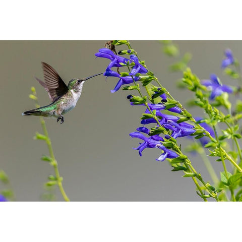 Ruby-throated Hummingbird-Archilochus colubris-at Blue Ensign Salvia-Salvia guaranitica-Marion Coun Black Modern Wood Framed Art Print with Double Matting by Day, Richard and Susan