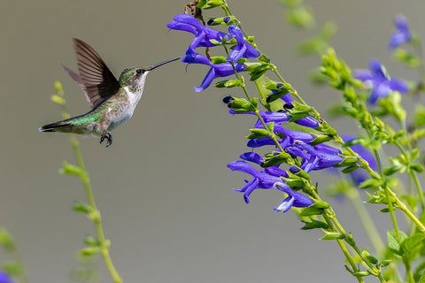 Ruby-throated Hummingbird-Archilochus colubris-at Blue Ensign Salvia-Salvia guaranitica-Marion Coun Black Ornate Wood Framed Art Print with Double Matting by Day, Richard and Susan