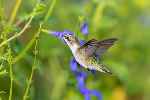 Ruby-throated Hummingbird-Archilochus colubris-at Blue Ensign Salvia-Salvia guaranitica-Marion Coun Black Ornate Wood Framed Art Print with Double Matting by Day, Richard and Susan