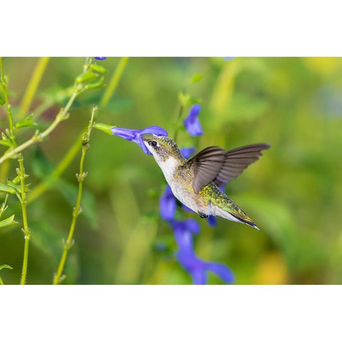 Ruby-throated Hummingbird-Archilochus colubris-at Blue Ensign Salvia-Salvia guaranitica-Marion Coun Black Modern Wood Framed Art Print by Day, Richard and Susan