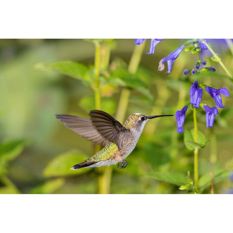 Ruby-throated Hummingbird-Archilochus colubris-at Blue Ensign Salvia-Salvia guaranitica-Marion Coun Gold Ornate Wood Framed Art Print with Double Matting by Day, Richard and Susan