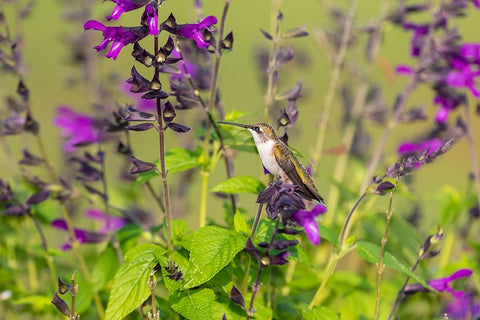 Ruby-throated Hummingbird-Archilochus colubris-at Salvia Purple and Bloom-Salvia guaranitica-Marion White Modern Wood Framed Art Print with Double Matting by Day, Richard and Susan