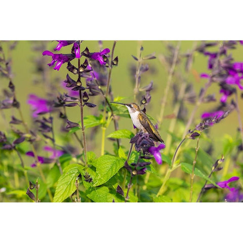 Ruby-throated Hummingbird-Archilochus colubris-at Salvia Purple and Bloom-Salvia guaranitica-Marion Black Modern Wood Framed Art Print by Day, Richard and Susan