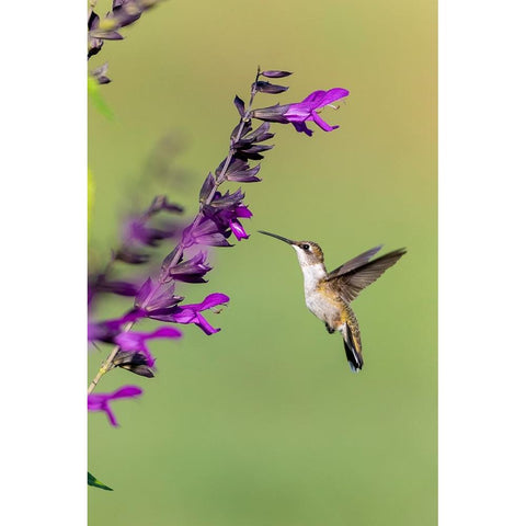 Ruby-throated Hummingbird-Archilochus colubris-at Salvia Purple and Bloom-Salvia guaranitica-Marion Black Modern Wood Framed Art Print with Double Matting by Day, Richard and Susan