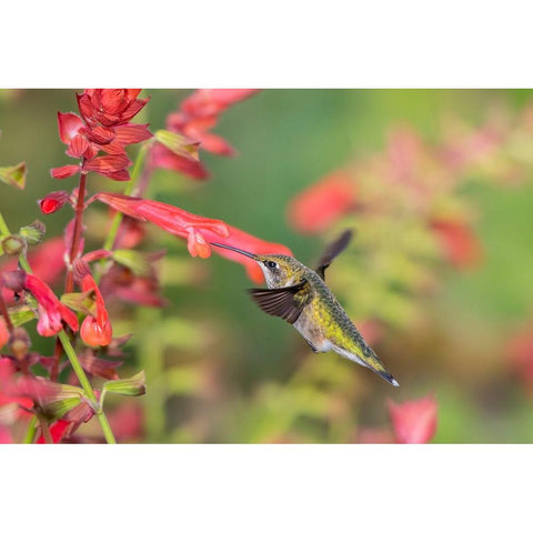 Ruby-throated Hummingbird-Archilochus colubris-at Skyscraper Orange Salvia-Salvia hybridMarion Coun Black Modern Wood Framed Art Print by Day, Richard and Susan