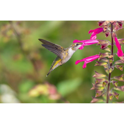 Ruby-throated Hummingbird-Archilochus colubris-at Salvia Fuchsia Rockin Fuchsia-Salvia hybrid-Mario White Modern Wood Framed Art Print by Day, Richard and Susan