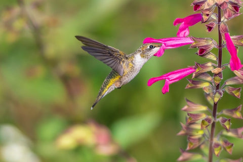 Ruby-throated Hummingbird-Archilochus colubris-at Salvia Fuchsia Rockin Fuchsia-Salvia hybrid-Mario Black Ornate Wood Framed Art Print with Double Matting by Day, Richard and Susan