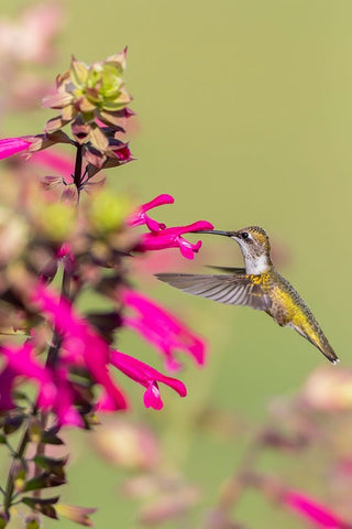 Ruby-throated Hummingbird-Archilochus colubris-at Salvia Fuchsia Rockin Fuchsia-Salvia hybrid-Mario White Modern Wood Framed Art Print with Double Matting by Day, Richard and Susan