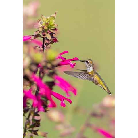 Ruby-throated Hummingbird-Archilochus colubris-at Salvia Fuchsia Rockin Fuchsia-Salvia hybrid-Mario Black Modern Wood Framed Art Print with Double Matting by Day, Richard and Susan