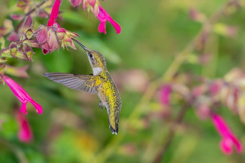 Ruby-throated Hummingbird-Archilochus colubris-at Salvia Fuchsia Rockin Fuchsia-Salvia hybrid-Mario White Modern Wood Framed Art Print with Double Matting by Day, Richard and Susan