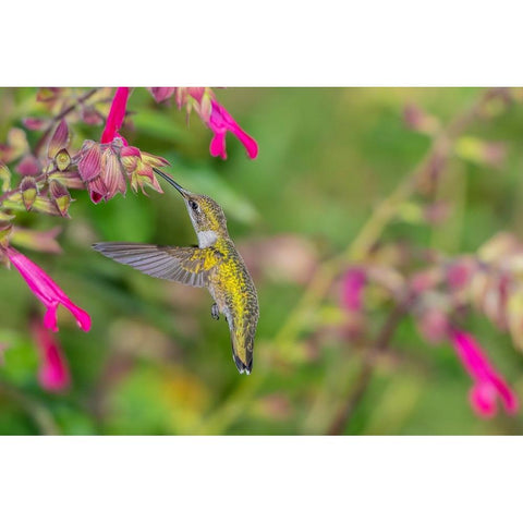 Ruby-throated Hummingbird-Archilochus colubris-at Salvia Fuchsia Rockin Fuchsia-Salvia hybrid-Mario Black Modern Wood Framed Art Print by Day, Richard and Susan