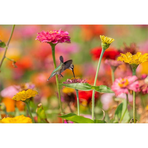 Ruby-throated Hummingbird-Archilochus colubris-at Zinnias Union County-Illinois Black Modern Wood Framed Art Print by Day, Richard and Susan