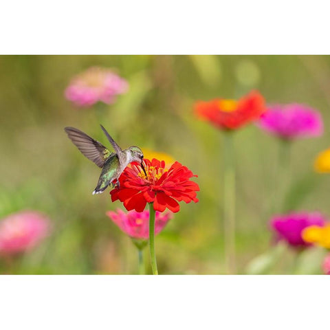 Ruby-throated Hummingbird-Archilochus colubris-at Zinnias Union County-Illinois Gold Ornate Wood Framed Art Print with Double Matting by Day, Richard and Susan