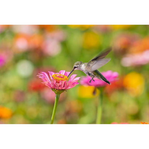 Ruby-throated Hummingbird-Archilochus colubris-at Zinnias Union County-Illinois White Modern Wood Framed Art Print by Day, Richard and Susan