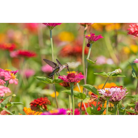 Ruby-throated Hummingbird-Archilochus colubris-at Zinnias Union County-Illinois Black Modern Wood Framed Art Print with Double Matting by Day, Richard and Susan