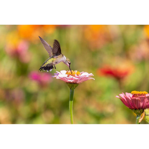 Ruby-throated Hummingbird-Archilochus colubris-at Zinnias Union County-Illinois White Modern Wood Framed Art Print by Day, Richard and Susan