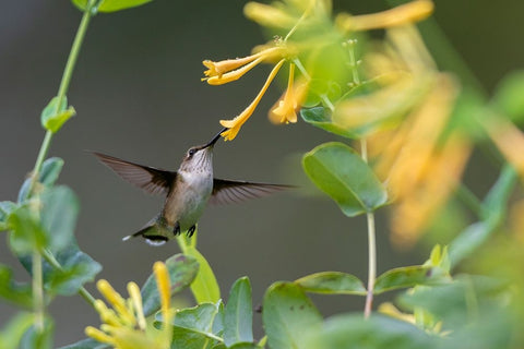 Ruby-throated Hummingbird-Archilochus colubris-at honeysuckle-Lonicera sempervirens f-sulphurea Joh Black Ornate Wood Framed Art Print with Double Matting by Day, Richard and Susan