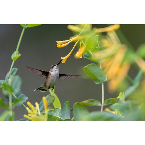 Ruby-throated Hummingbird-Archilochus colubris-at honeysuckle-Lonicera sempervirens f-sulphurea Joh Black Modern Wood Framed Art Print by Day, Richard and Susan