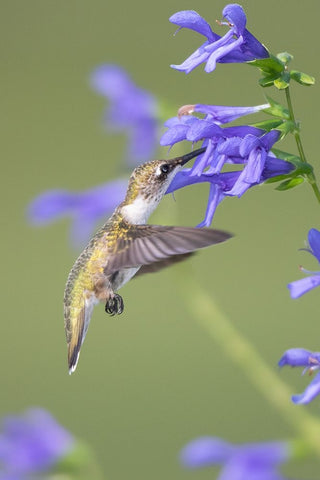 Ruby-throated Hummingbird-Archilochus colubris-at Blue Ensign Salvia-Salvia guaranitica-Marion Coun White Modern Wood Framed Art Print with Double Matting by Day, Richard and Susan