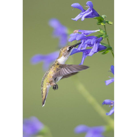 Ruby-throated Hummingbird-Archilochus colubris-at Blue Ensign Salvia-Salvia guaranitica-Marion Coun Black Modern Wood Framed Art Print by Day, Richard and Susan