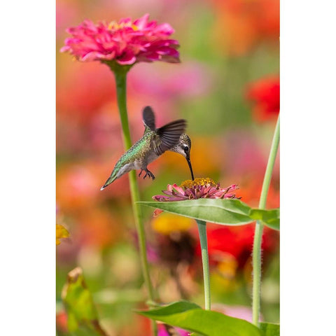 Ruby-throated Hummingbird-Archilochus colubris-at Zinnias Union County-Illinois White Modern Wood Framed Art Print by Day, Richard and Susan