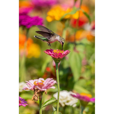 Ruby-throated Hummingbird-Archilochus colubris-at Zinnias Union County-Illinois Black Modern Wood Framed Art Print with Double Matting by Day, Richard and Susan